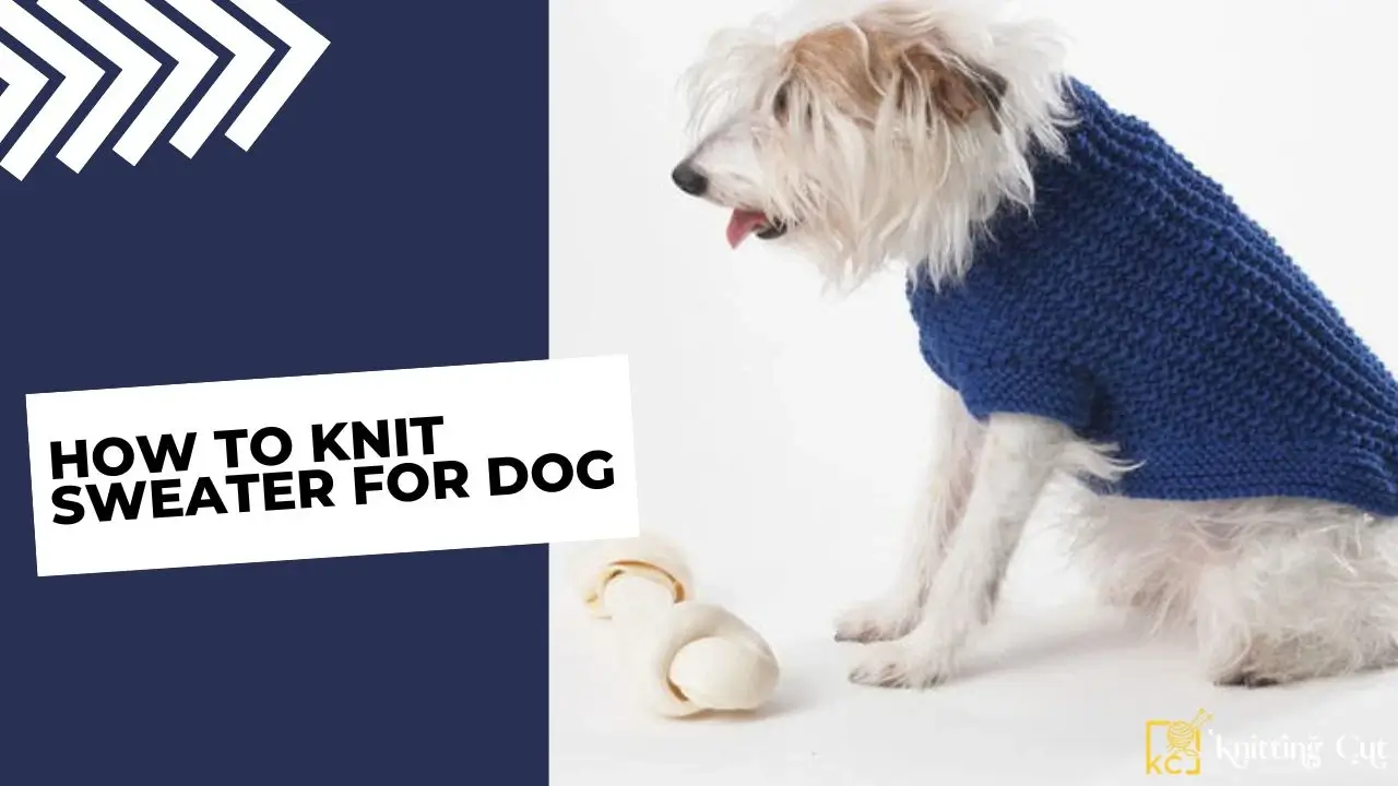 How To Knit Sweater For Dog